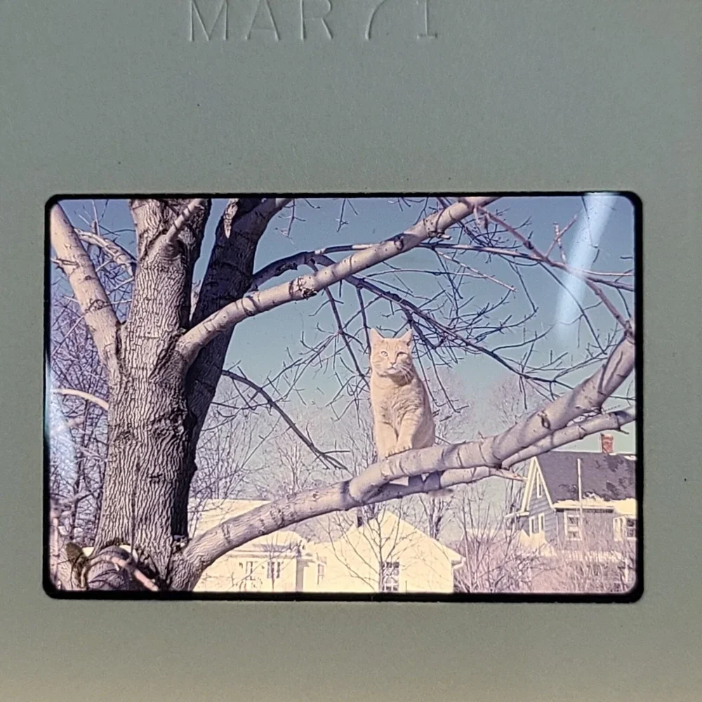 Lot of 29 Slides Various Cats‎ Photos 1959 Through 1973 Mixed Lot